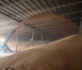 mouvement du grain dans l'entrepôt avec un lanceur de grain pzm-120m, photo